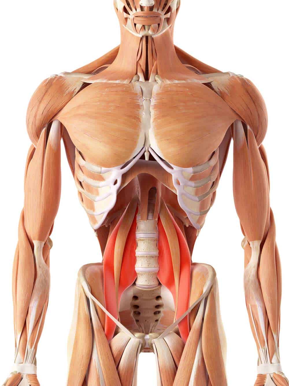 Psoas musklen - hoftebøjerne